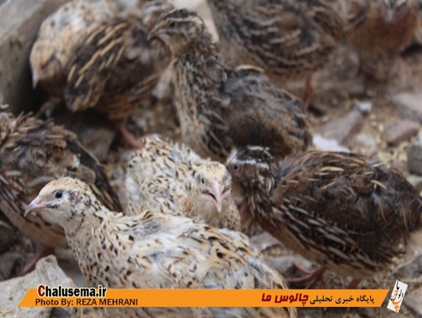 اشتغال خانگی با پرورش بلدرچین توسط کارآفرین چالوسی
