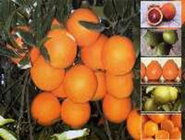 برداشت مرکبات در سطح ۲۸۵ هکتار از باغات بارور شهرستان تالش