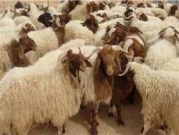 خرید دام مازاد مشکل اصلی عشایر ایوان است