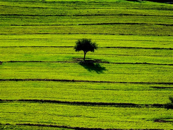 تصاویری دیدنی از مزارع زیبای گچساران