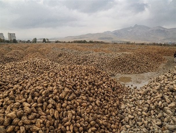 برداشت بیش از ۲۰۰ هزار تن چغندر قند در اسلام آبادغرب