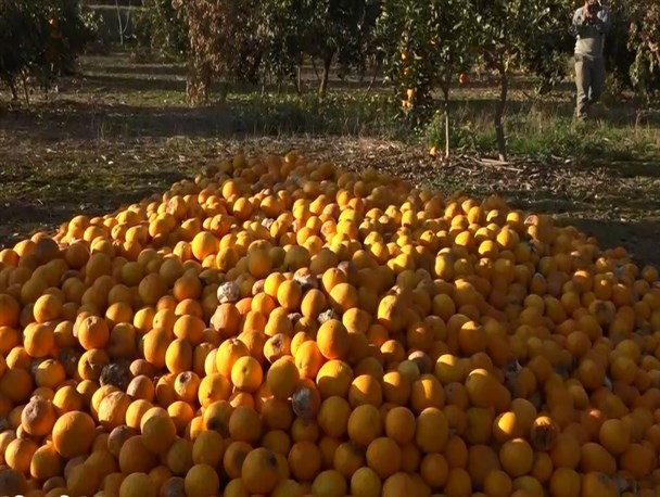 «بغض سرد» مستندی از وضعیت باغداران خسارت‌دیده مازندرانی