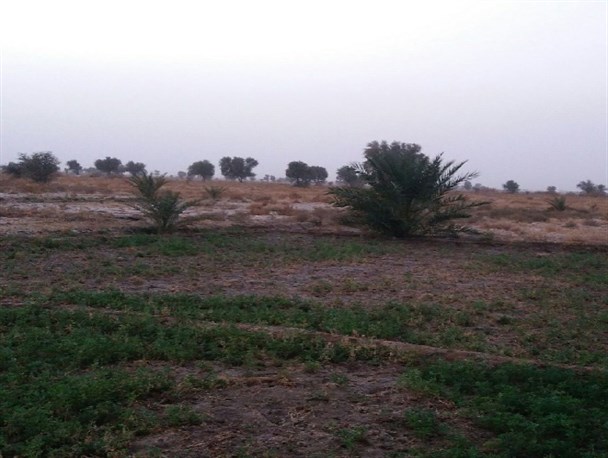 هجوم گرازها به مزارع کشاورزی شهرستان دلگان/نابودی دست رنج کشاورزان+تصاویر