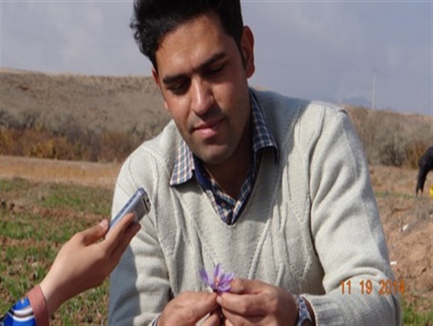 کشت زعفران وپسته، کشاورزی را درماهنشان توسعه می دهد