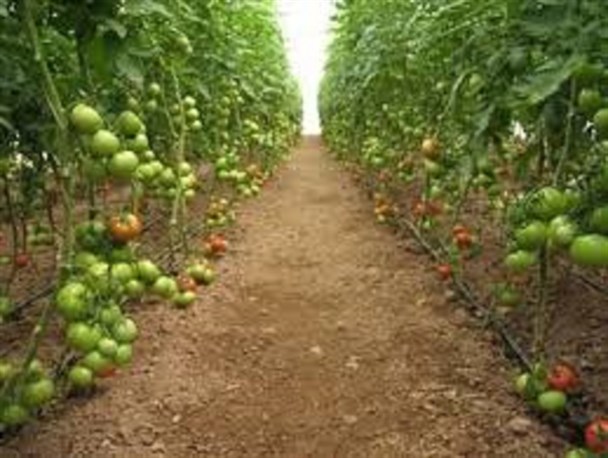 ریسک سرمایه گذاری در سیستان وبلوچستان بالاست/ تحقق اقتصاد مقاومتی حمایت همه دستگاه ها را می طلبد