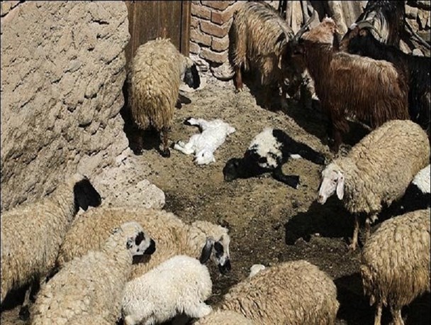 افزایش شش برابری انتشار تب برفکی در استان مرکزی/ بیش از 300 راس دام در استان بر اثر تب برفکی تلف شده اند