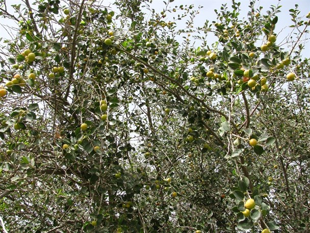 آغاز برداشت میوه کُنار در منوجان/تصاویر