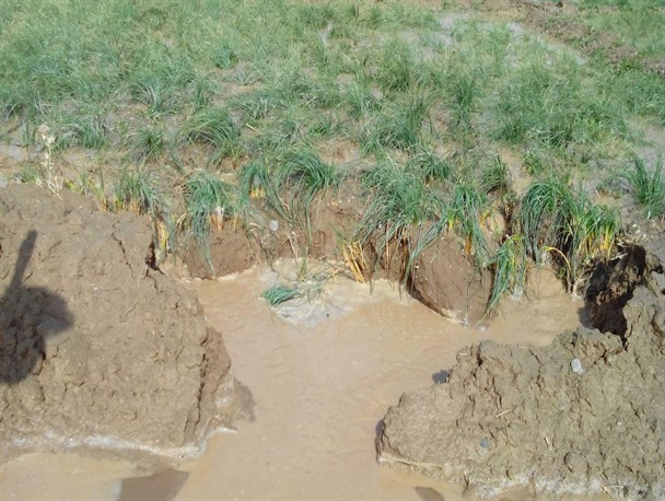 خسارت ۱۳۵ میلیونی تومانی سیل به بخش کشاورزی در رشتخوار