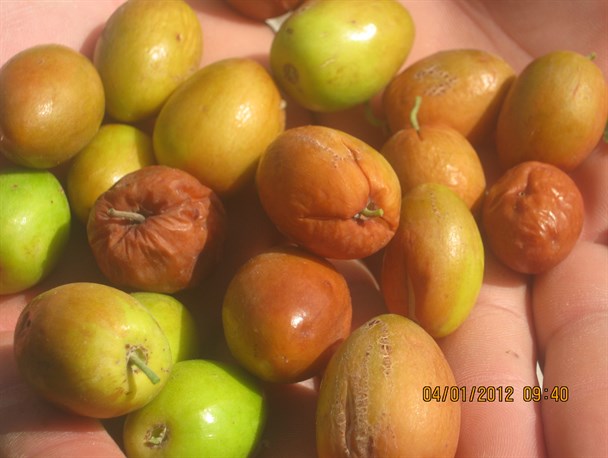 میوه دهی درختان کناردرشهرستان رودبار+تصاویر