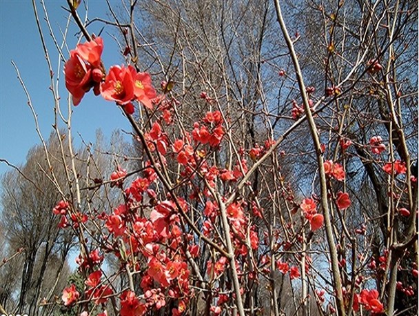 بهار ۹۵ در مبارکه/ تصاویر