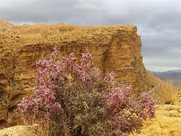 دره «ازنا جاسب» دلیجان با طبیعتی بکر+ تصاویر