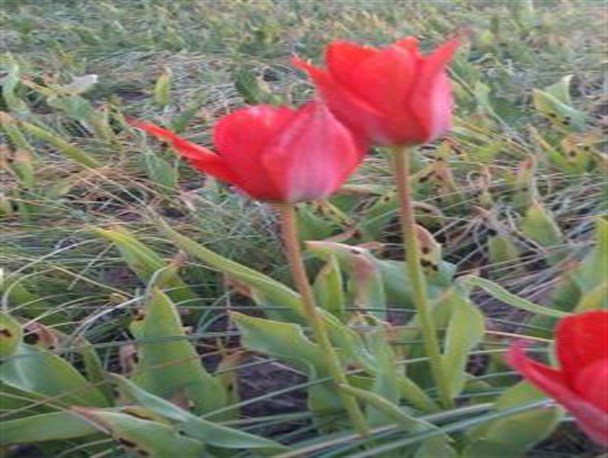 دشتی پرازلاله/روستای ورزق ازتوابع قاین