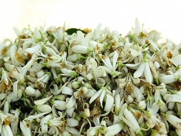 بهار نارنج؛شکوفه‌های معطر،سوغات دلپذیر مازندران
