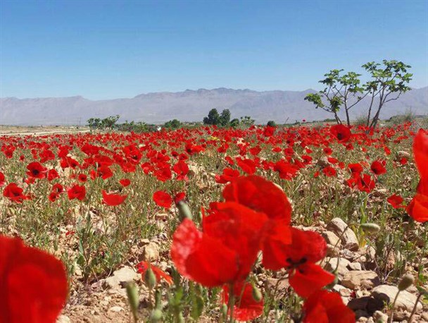 شقایق زارهای زیبای منظقه فرمشکان کوار