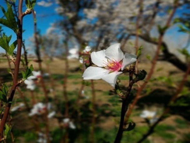طبیعت زیبای بهاری در خدابنده+تصاویر
