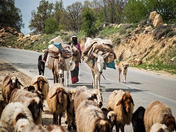 خطر تب مالت در کمین است/ عبور عشایر از داخل شهر سلامتی شهروندان را تهدید می کند