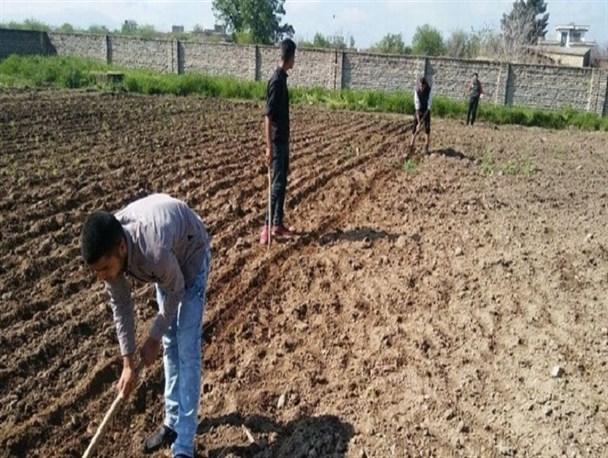 هنرجویان کارو دانش قائم گالیکش گیاهان دارویی کاشتند + تصاویر