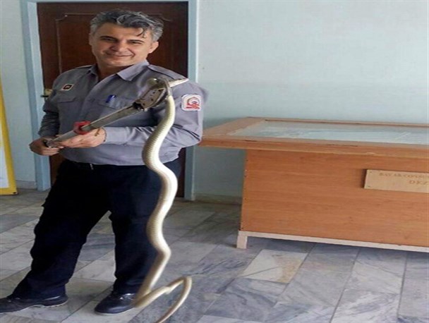 مار ۱/۵ متری در دزفول به دام افتاد + عکس