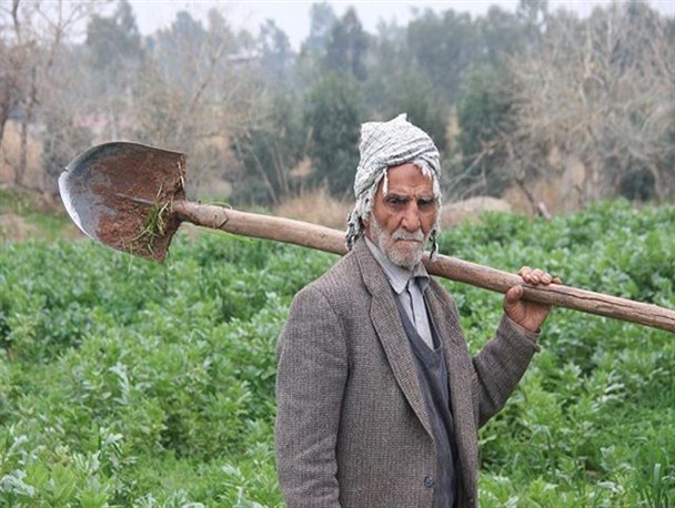 گیر افتادن کشاورزان کردستانی در باتلاق بدعهدی‌های صندوق بیمه کشاورزی/ چه کسی پاسخگوی خسارت کشاورزان خواهد بود؟
