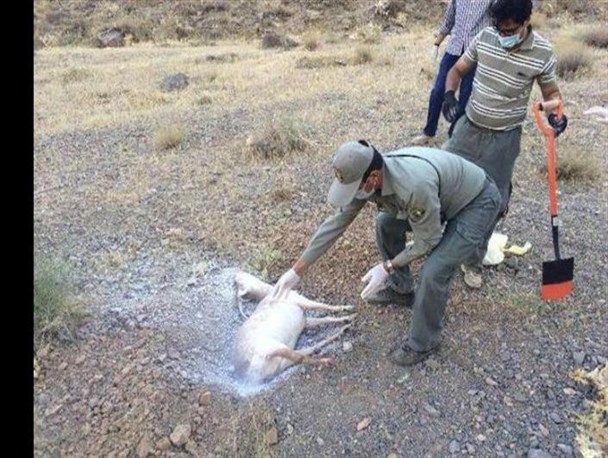 رهاسازی تلفات طیور در منطقه شهری مهرگان