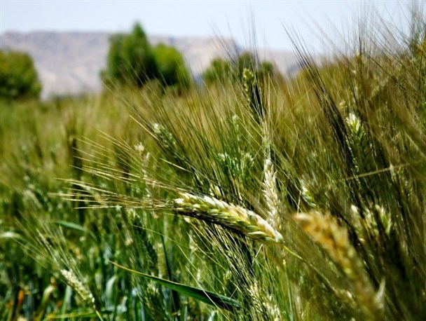 رقص خوشه های گندم در بام نفت ایران+تصاویر