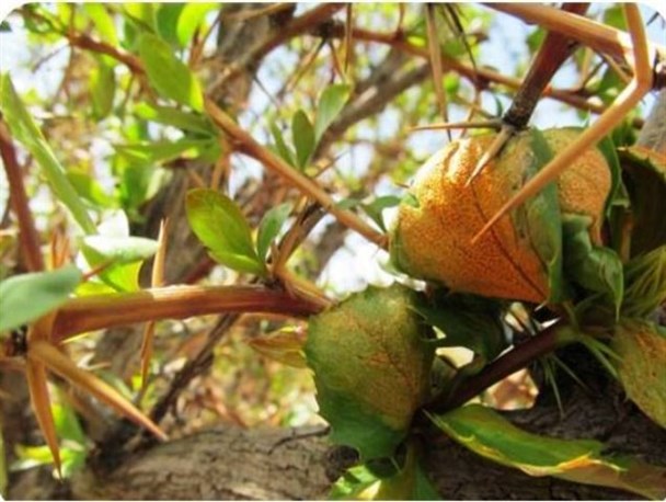 آلوده شدن 400 هکتار از باغات خراسان‌جنوبی به آفت زنگ زرشک