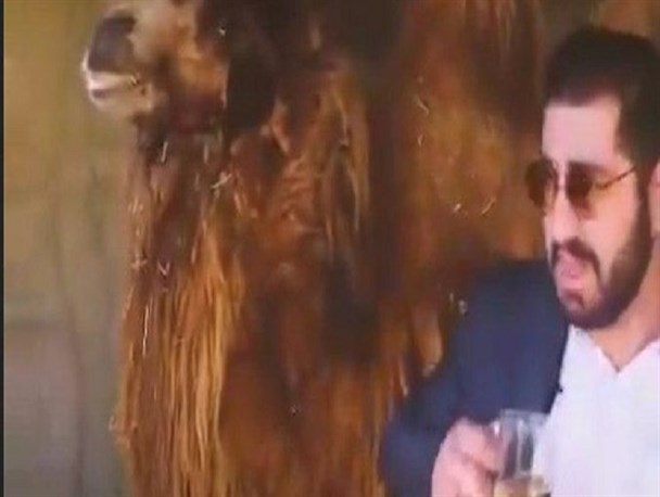 عامل تهیه و انتشار کلیپ ادرار شتر دستگیر شد+جزئیات