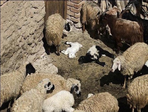 چوبدارها مانع کنترل کامل تب برفکی هستند