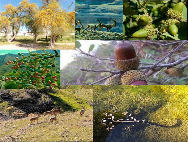 تنوع زیستی بی نظیر اندیمشک + تصویر
