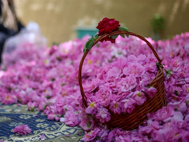 عکس/ برداشت گل محمدی از «دهکده گل»