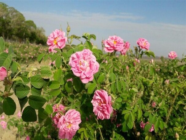 آغاز برداشت گل محمدی از ۹۶ هکتار مزارع کشاورزی قزوین