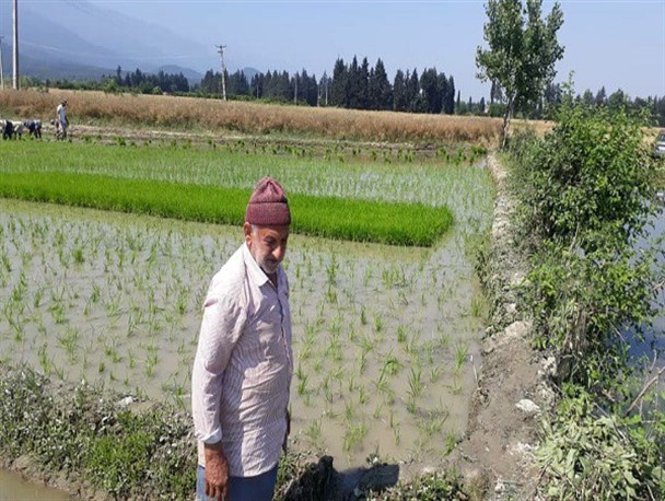 چالش‌های کشت برنج از زبان کشاورز گلستانی/ توصیه کارشناسان به خشکه‌کاری برنج