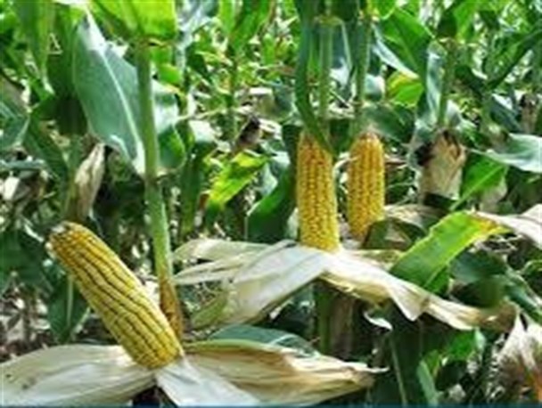 خسارت خشکسالی در آباده 93 میلیارد تومان است
