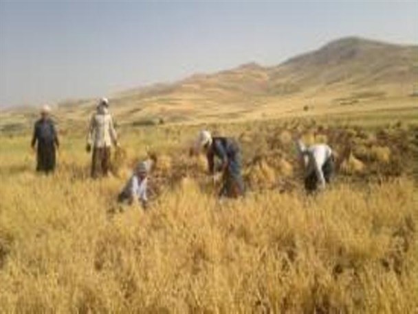 برداشت نخود پائیزه از مزارع شهرستان روانسر آغاز شد