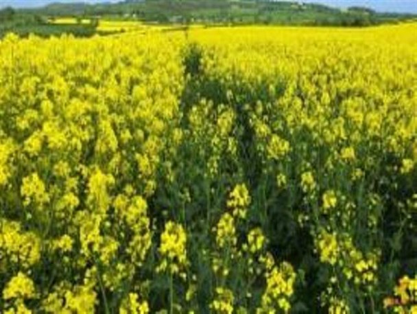 خرید تضمینی کلزا در مناطق گرمسیری استان کرمانشاه آغاز شد