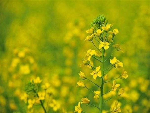 آغازخرید تضمینی دانه روغنی کُلزا در استان اصفهان