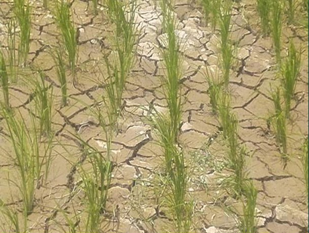 نابودی مزارع برنج روستای رودپشت خشکبیجار در سایه بی توجهی مسئولین+تصاویر