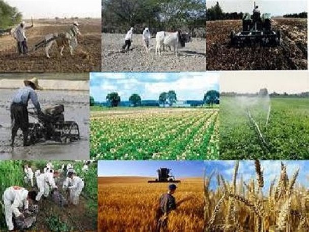 سایه روشن کشاورزی در البرز/ هزینه بالای صادرات مانعی برای اقتصادی بودن کشاورزی