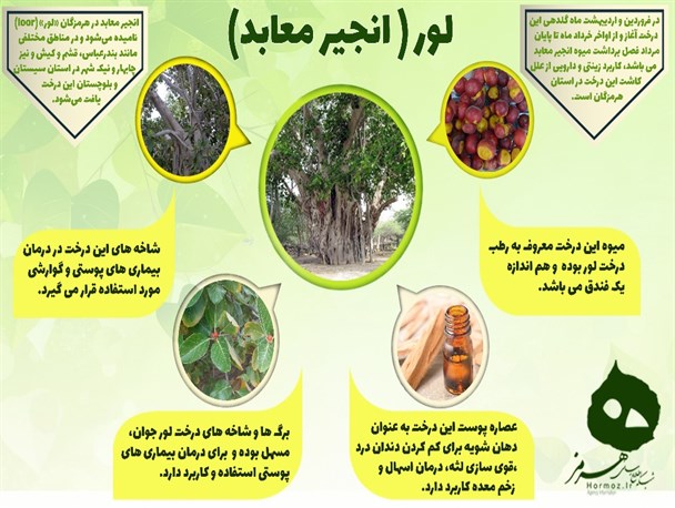 عکس نوشته/ معرفی خواص درخت انجیر معابد یا «لور»