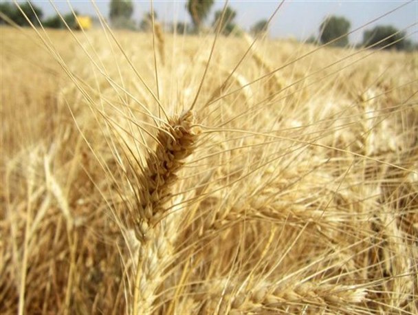 برداشت گندم از 137 هزار هکتار از مزارع آغاز شد