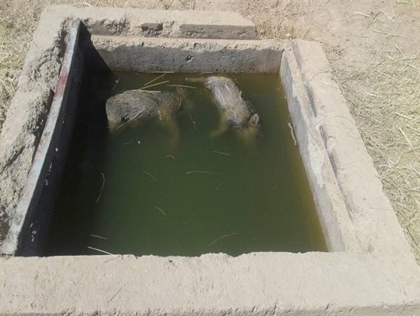 واکنش مسئول خانه بهداشت روستای دمچنار کهگیلویه و بویراحمد به پیداشدن لاشه گراز در منبع آب آشامیدنی این روستا+تصویر
