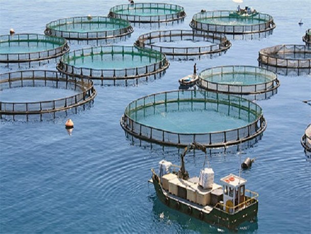 پرورش‌دهندگان ماهی و میگو چشم انتظار توسعه اقتصادی/ ظرفیت‌های ساحلی کشور در راستای تولید قرار گیرد