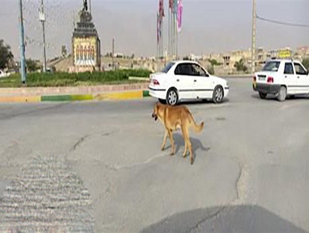 جولان سگ‌های ولگرد در کوچه و‌ خیابان‌های شهر لیکک/ گلایه شدید شهروندان از وضع موجود+تصاویر