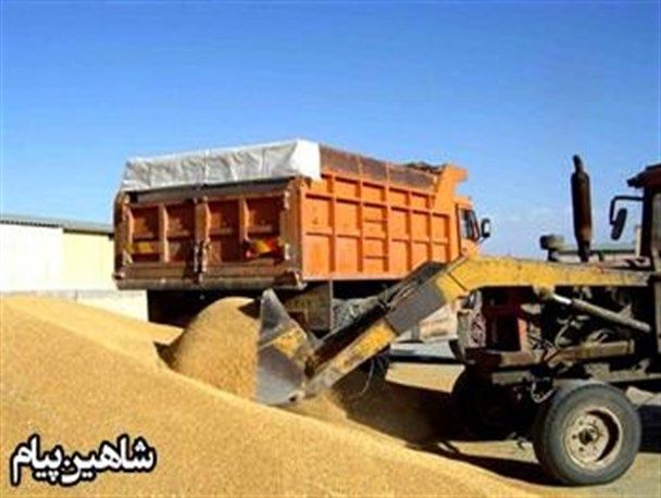 19 هزار تن گندم از گندم کاران شاهیندژی خریداری شد