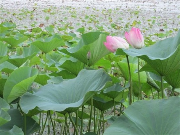 گزارش تصویری از طبیعت زیبای تالاب آبکنار