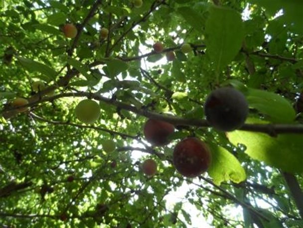 آلوچه جنگلی، سرشار از خواص طبیعی+عکس
