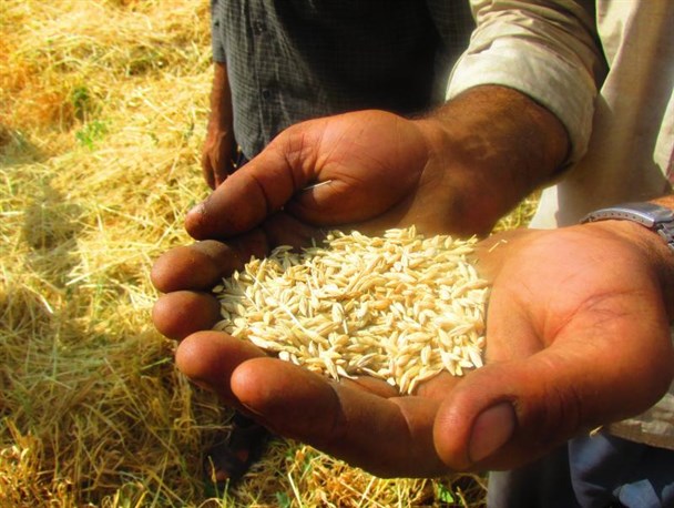 سرگردانی کشاورزان در سایه بی تدبیری/مسئولین در خنکای کولر از آفتاب سوزان بر سر کشاورز خبر دارند؟!