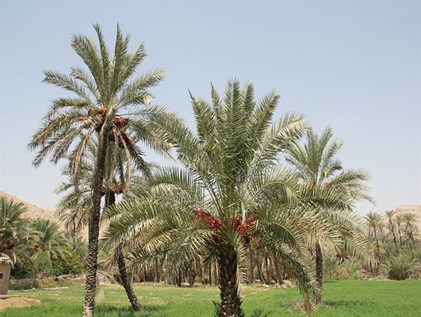 نخل درختی کم ادعا و  همیشه سبز+تصاویر