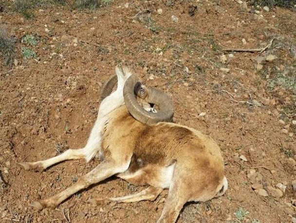 محکوم شدن شکارچی متخلف به جزای نقدی