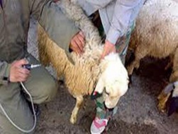 اجرای طرح واکسیناسیون رایگان بیش از 80 درصد دام سبک روستایی و عشایری / واکسیناسیون علیه بیماری" پی پی آر "